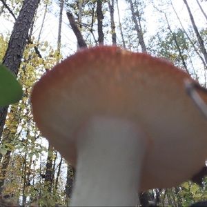 Meet your Posher, Brentley